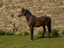 Gelding Belgian Riding Pony For sale 2022 Dark Bay