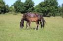 Filly Belgian Riding Pony For sale 2026 Dark Bay