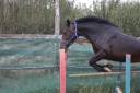 Mare Belgian Riding Pony For sale 2021 Black