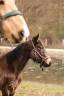 Mare Origin Recorded For sale 2022 Buckskin
