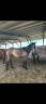 Gelding Origin Recorded For sale 2023 Grey