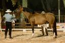 Botero LH - PRE Pure Spanish Bred 2015