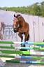 Gelding French Saddle Pony For sale 2024 Bay