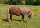 Entire Shetland Pony For sale 2022 Chesnut
