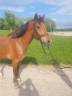 Gelding French Saddle Pony For sale 2018 Bay