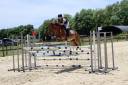 Gelding French Saddle Pony For sale 2018 Bay