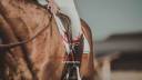 Equestrian property  tarn