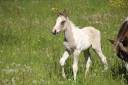 Colt Connemara For sale 2026 Tobiano