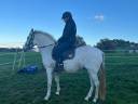 Mare PRE Pure Spanish Bred For sale 2014 Grey