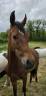 Gelding No Origin Recorded For sale 2023 Bay