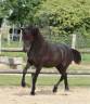 Mare Friesian Arabian For sale 2024 Black