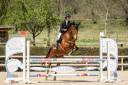 Gelding Selle Fran&ccedil;ais For sale 2021 Bay