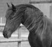 Mare Friesian For sale 2024 Black