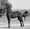 Filly Friesian For sale 2025 Black