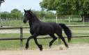 Mare Friesian Arabian For sale 2012 Black