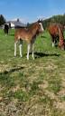 Filly Franche-Montagne For sale 2026 Bay