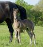 Colt KWPN Dutch Warmblood For sale 2026 Other color