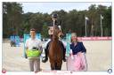Mare French Saddle Pony For sale 2012 Bay