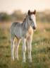 Colt Gypsy Cob For sale 2026 Silver dapple