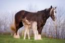 Filly Friesian Arabian For sale 2026 Silver dapple