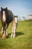 Filly Gypsy Cob For sale 2026 Silver dapple