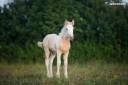 Filly Gypsy Cob For sale 2025 Palomino