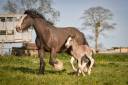 Mare Gypsy Cob For sale 2022 Other color