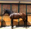 Gelding PRE Pure Spanish Bred For sale 2016 Other color