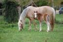 Filly Welsh Pony (Section A) For sale 2026 Buckskin