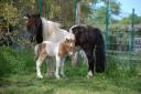 Colt Shetland Pony For sale 2026 Coloured