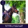 Mare Thoroughbred For sale 2022 Dark Bay