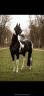 HA L'AMOUR DU CENSE D'HEURE - sBs Belgian Warmblood 2013 by UMBERTO VAN ERPEKOM Z