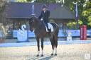 Gelding Oldenburg For sale 2013 Dark Bay