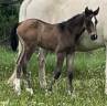 Filly Selle Fran&ccedil;ais For sale 2026 Buckskin