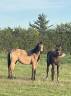 Filly Selle Fran&ccedil;ais For sale 2025 Buckskin