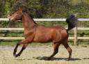 Colt PRE Pure Spanish Bred For sale 2025 Bay