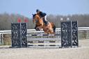 Gelding French Trotter For sale 2015 Liver chestnut