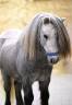 Entire Shetland Pony For loan 2023 Grey