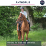 Gelding Thoroughbred For sale 2019 Chesnut