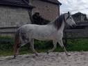 Mare PRE Pure Spanish Bred Free 2009 Grey
