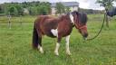 Mare Origin Recorded For sale 2009 Coloured