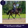 Mare AQPS For sale 2022 Dark Bay