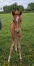 Colt Arabian Thoroughbred For sale 2026 Chesnut