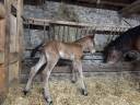 Colt Arabian Half Blood For sale 2026 Chesnut