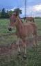 Colt Arabian Half Blood For sale 2026 Chesnut