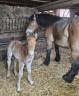 Colt Arabian Half Blood For sale 2026 Bay