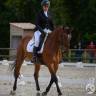 Gelding Zangersheide For sale 2005 Bay