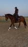 Gelding Zangersheide For sale 2010 Bay