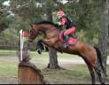 Gelding Zangersheide For sale 2010 Bay