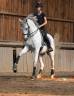 Gelding Lusitano For sale 2012 Grey